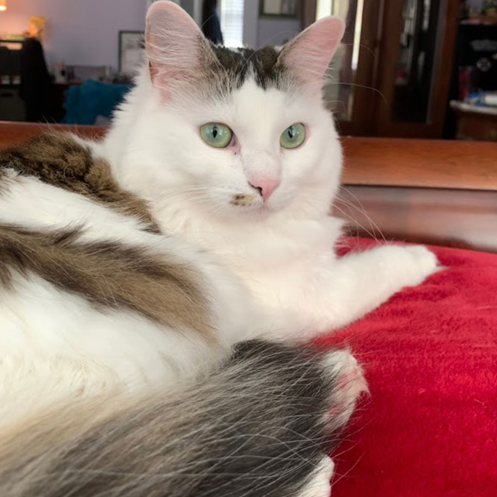 black and white cat